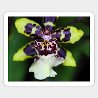 Zygopetalum Orchid Sticker